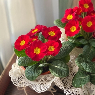 报春花盆栽 欧报春冬天开花耐寒玫瑰花型皱边花型报春 带花苞发货