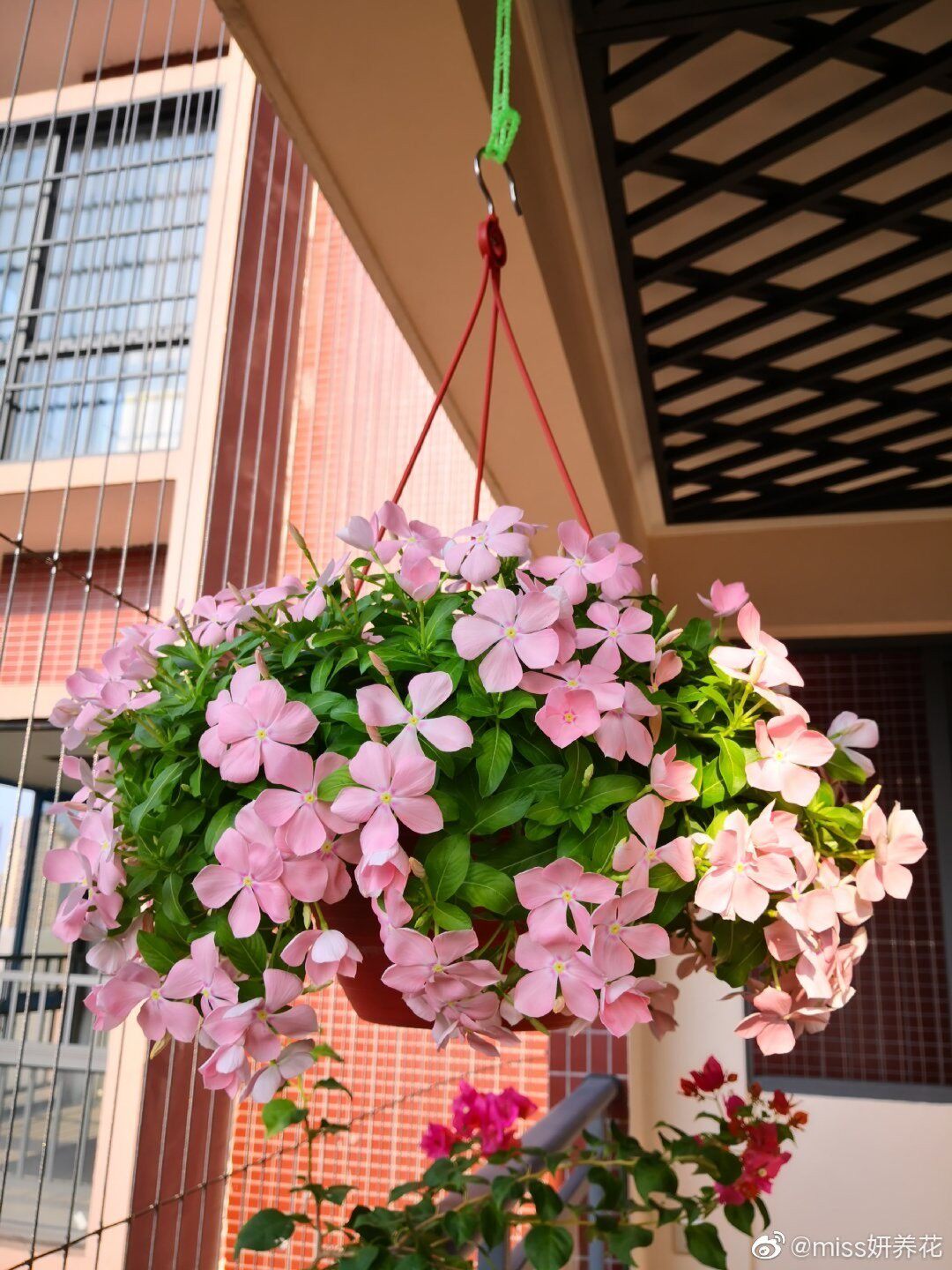 长春花盆栽天天开日日春带花苞客厅花卉四季开花懒人植物室外花卉