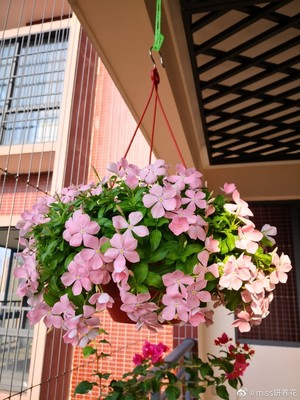 垂钓品种长春花四季开花植物