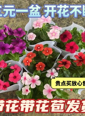 长春花不断开花盆栽天天开小苗 五叶梅庭院客厅盆栽花卉 山东发货