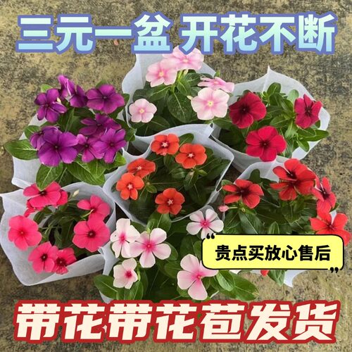 长春花五叶梅天天开盆栽