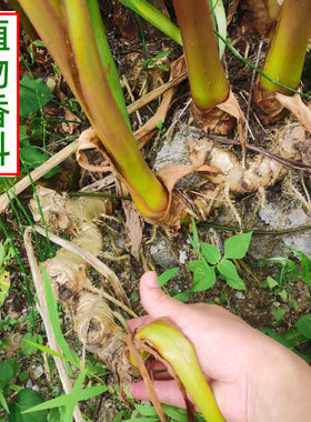 贵州草果花天然香料大料草果根根熬汤炖肉做卤水配料可栽培2斤起