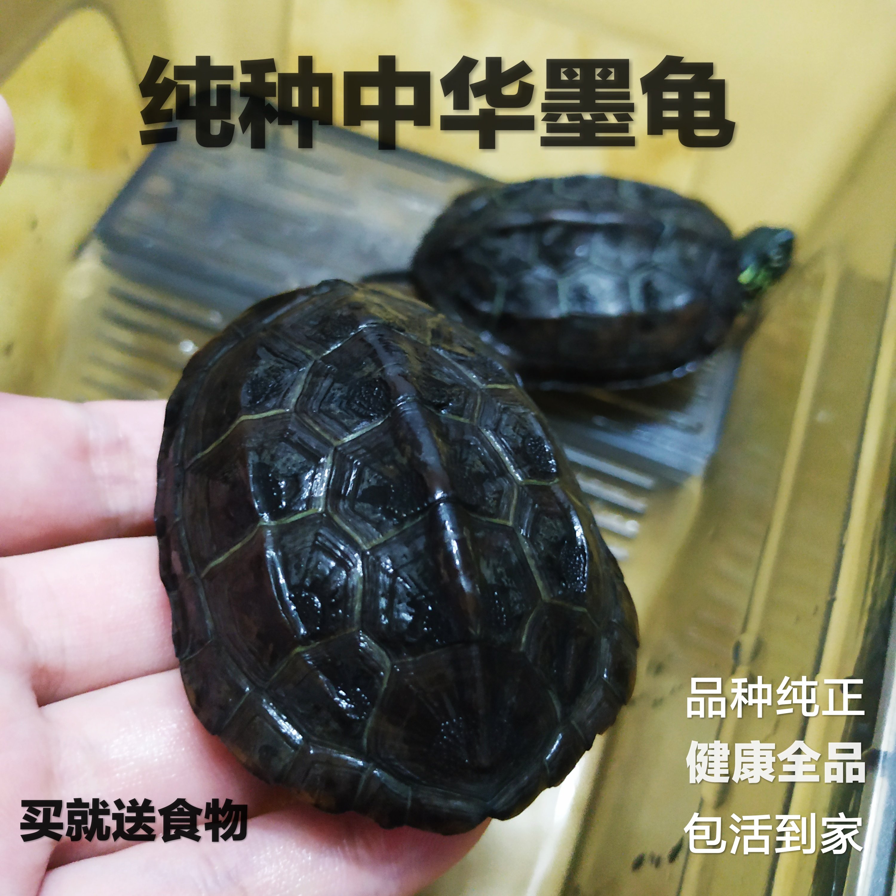 乌龟中华黑腹墨龟 活体乌龟中华草龟苗长寿龟招财龟2-9cm全品包邮