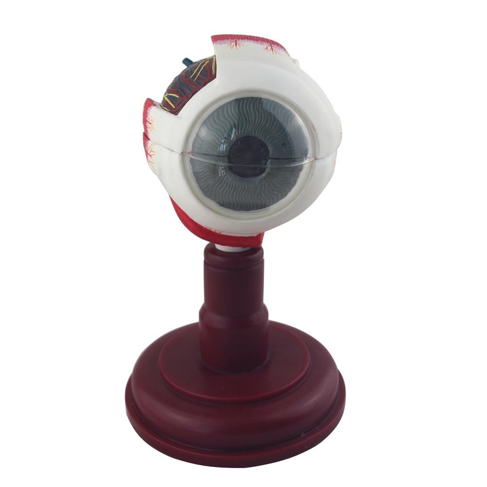 正品眼球放大模型眼球带支架模型高端眼科医用眼睛结构模型结构眼