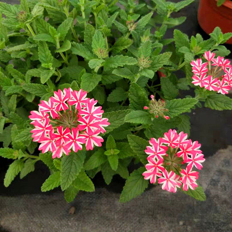 四季多年生美女樱盆栽四季开花多年生宿根花卉庭院阳台别墅1包邮