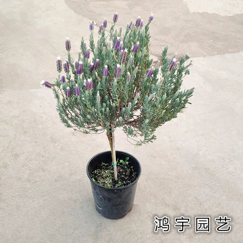 法国熏衣草盆栽庭院好养包邮