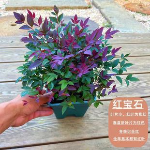 南天竹盆栽火焰南天竹盆景阳台庭院观叶植物红天竹多年生易养耐寒