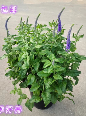 穗花婆婆纳盆栽 蓝色多年生庭院阳台宿根花卉 耐热耐寒易养包邮