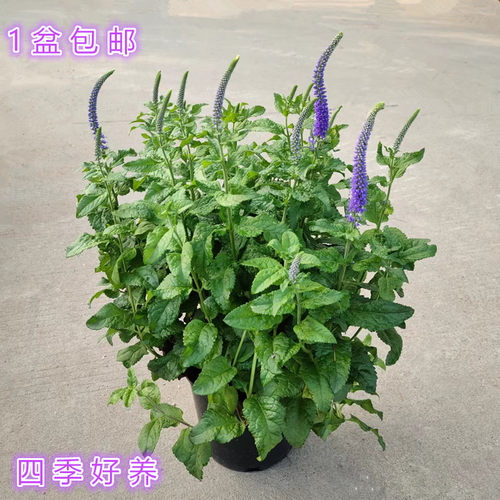 婆婆纳盆栽庭院四季好养包邮