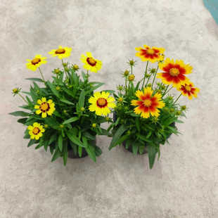 金鸡菊小闹钟盆栽庭院阳台多年生观花植物耐热耐晒花期长好养包邮