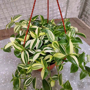 进口油画婚礼吊兰 婚礼吊兰锦 紫露草锦办公桌 室内阳台绿植盆栽