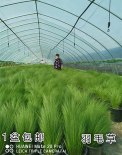 墨西哥羽毛草盆栽阳台室外庭院耐旱好养植物观叶绿植针茅马尾包邮