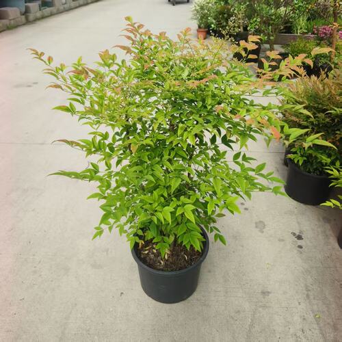 火焰南天竹盆栽树苗绿篱室内养庭院绿化观叶植物红天竹苗四季常青