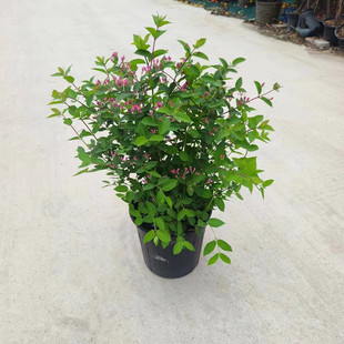 蓝叶忍冬花苗玫瑰忍冬庭院阳台多年生灌木花卉花期久耐寒耐热包邮