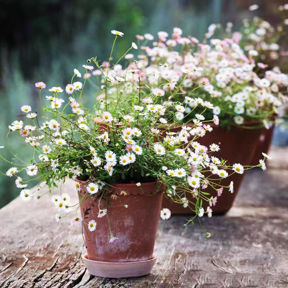 墨西哥飞蓬盆栽小雏菊多年生宿根耐寒皮实好养庭院阳台开花镜植物