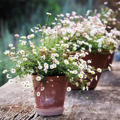 墨西哥飞蓬盆栽小雏菊多年生