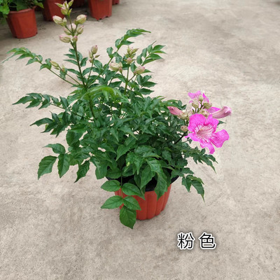 凌霄花盆栽庭院四季好养花卉包邮