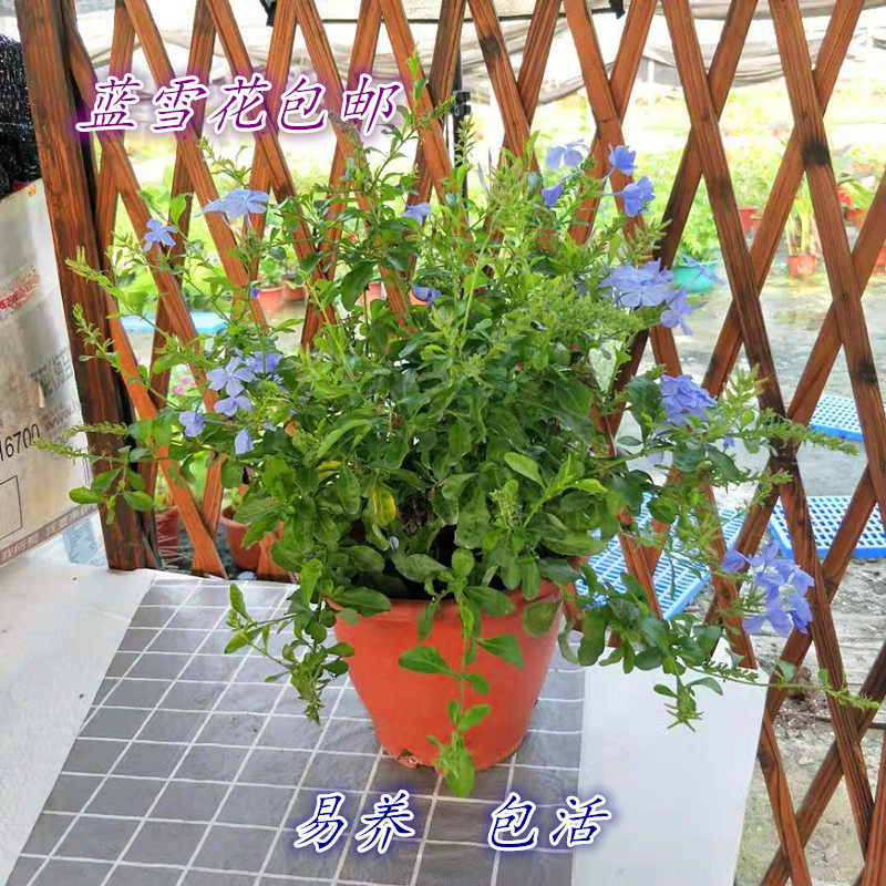 好养庭院阳台盆栽带土开花植物