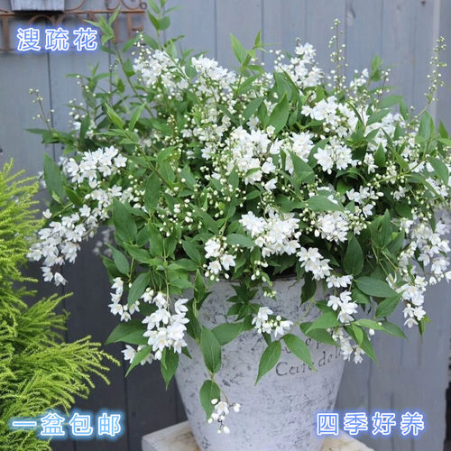 溲疏花盆栽庭院春季开花好养包邮