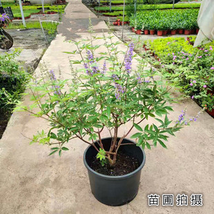 穗花牡荆盆栽 耐寒耐热 树状薰衣草 庭院阳台 多年生灌木花卉包邮