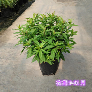 麻叶泽兰叶佩兰盆栽花苗多年生耐寒耐热蜜源化境植物阳台庭院包邮