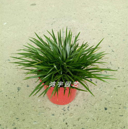 菖蒲草盆景水培摆件小绿植盆栽