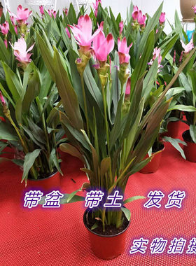 绿植耐热好养阳台多年生开花植物
