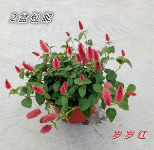 红樱吊兰 耐热耐晒 岁岁红盆栽 红穗铁苋菜 垂吊花卉狗尾红花期长