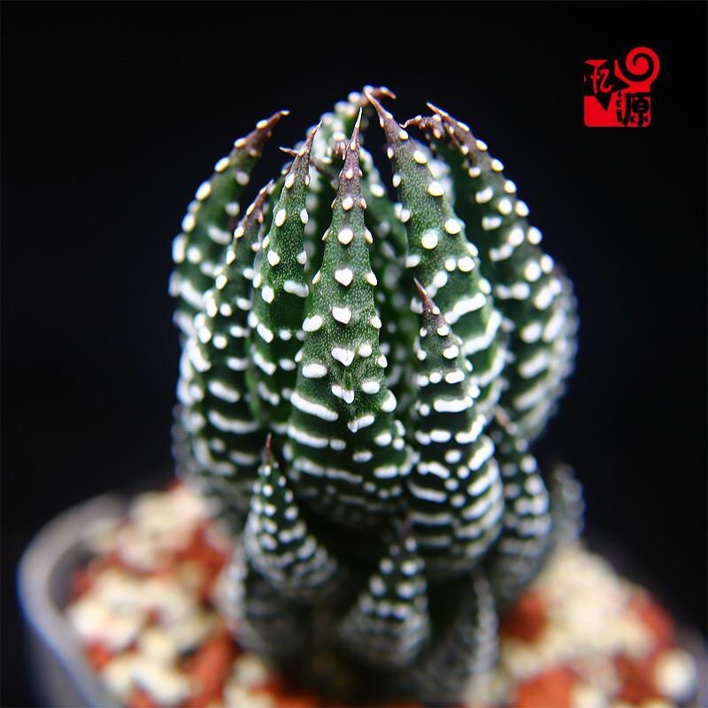 硬叶十二卷稿鹰爪白帝金城鼓笛锦怒涛龙爪多肉植物组合花卉小盆栽