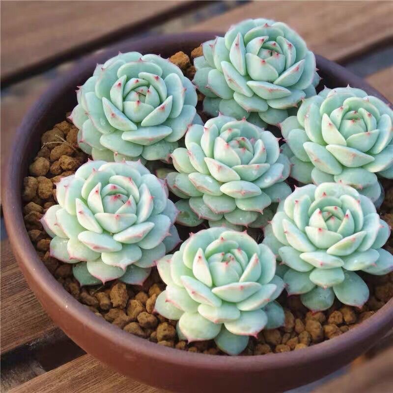 植物静夜多头群生果冻老桩