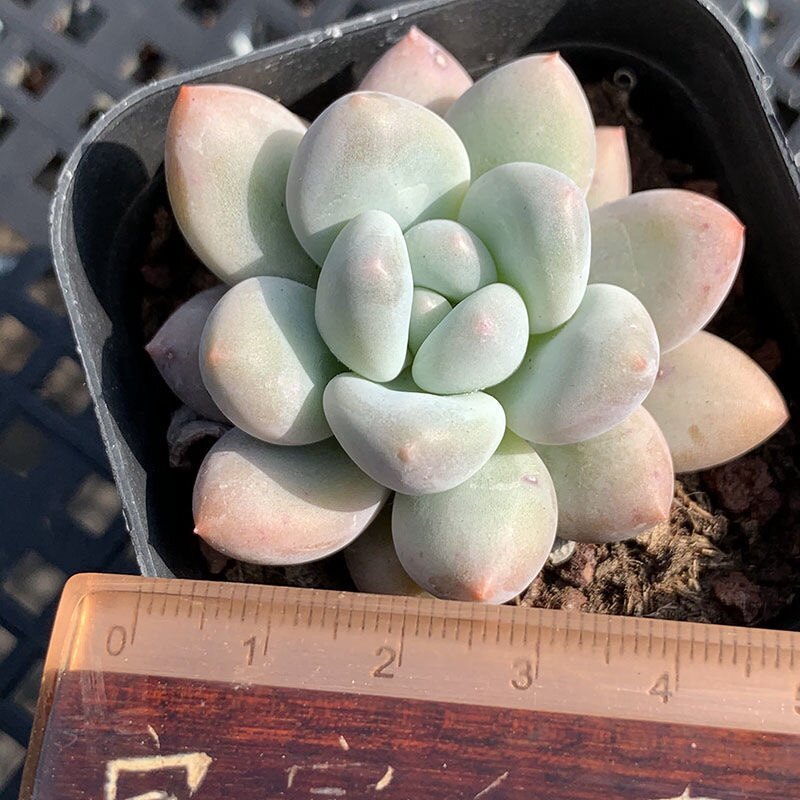 香水多肉贵货高档多肉植物盆栽组合萌肉肉新手好养办公室绿植花卉