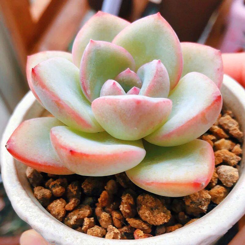 厚叶奶油轰动多肉植物草莓泡芙多肉盆栽办公室室内阳台绿植花卉