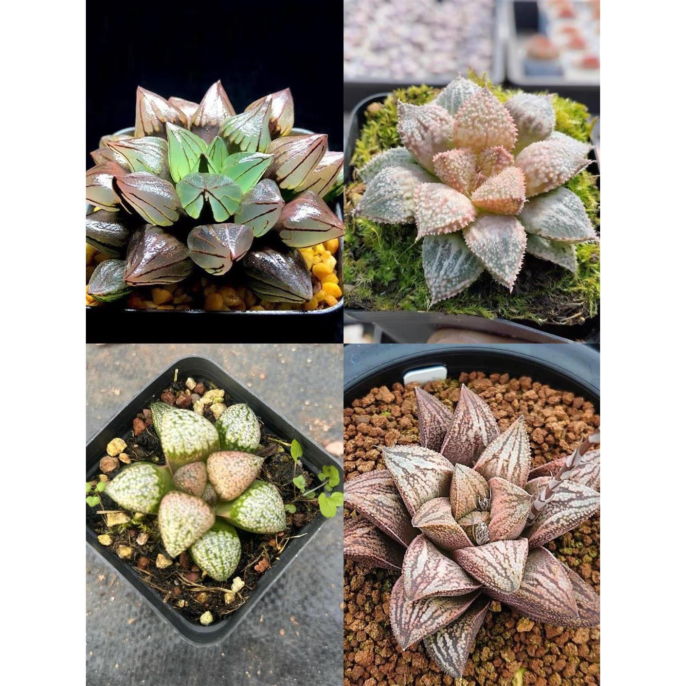 新品白蛇寿猛犸玉扇 美吉彩虹城 玉露十二卷多肉植物绿植盆栽爆款