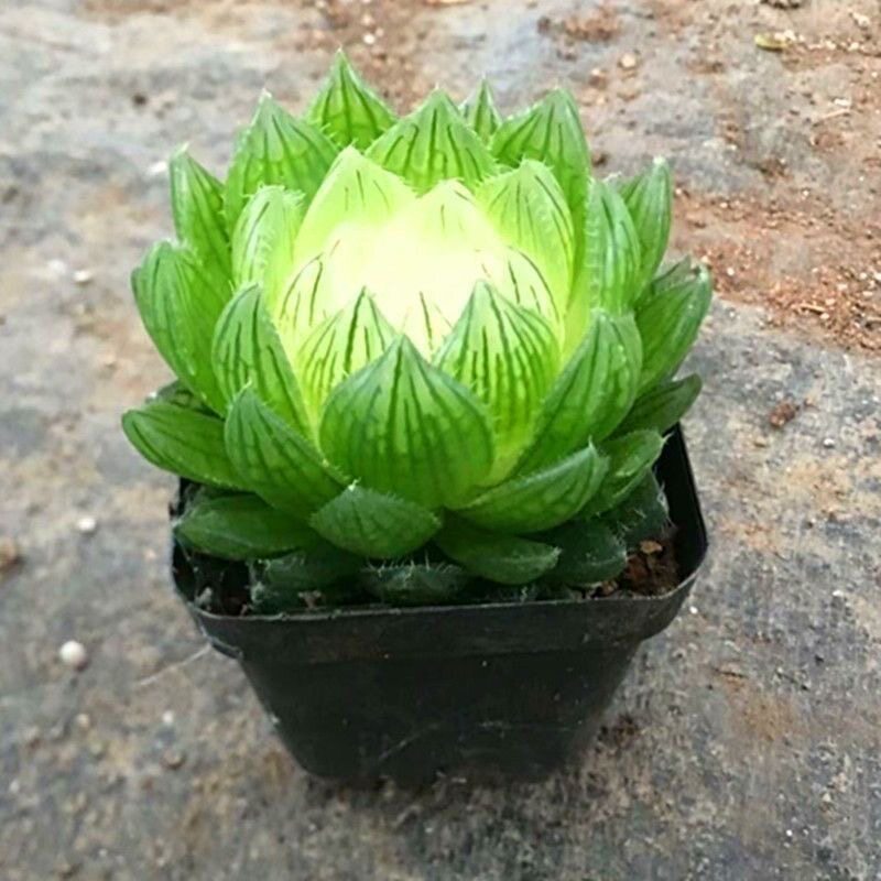 宝莲灯玉露多肉水晶植物