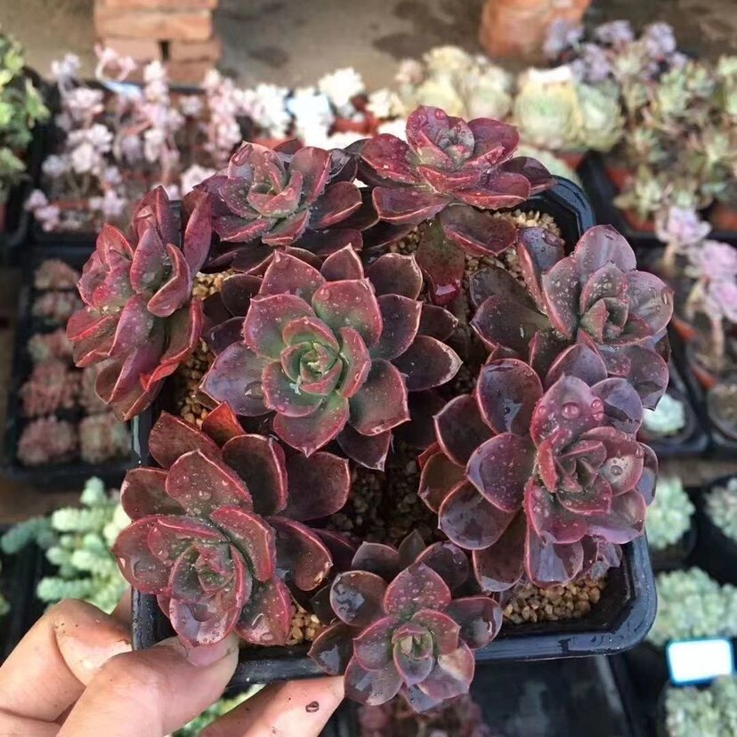 植物多肉群生方砖巧克力新