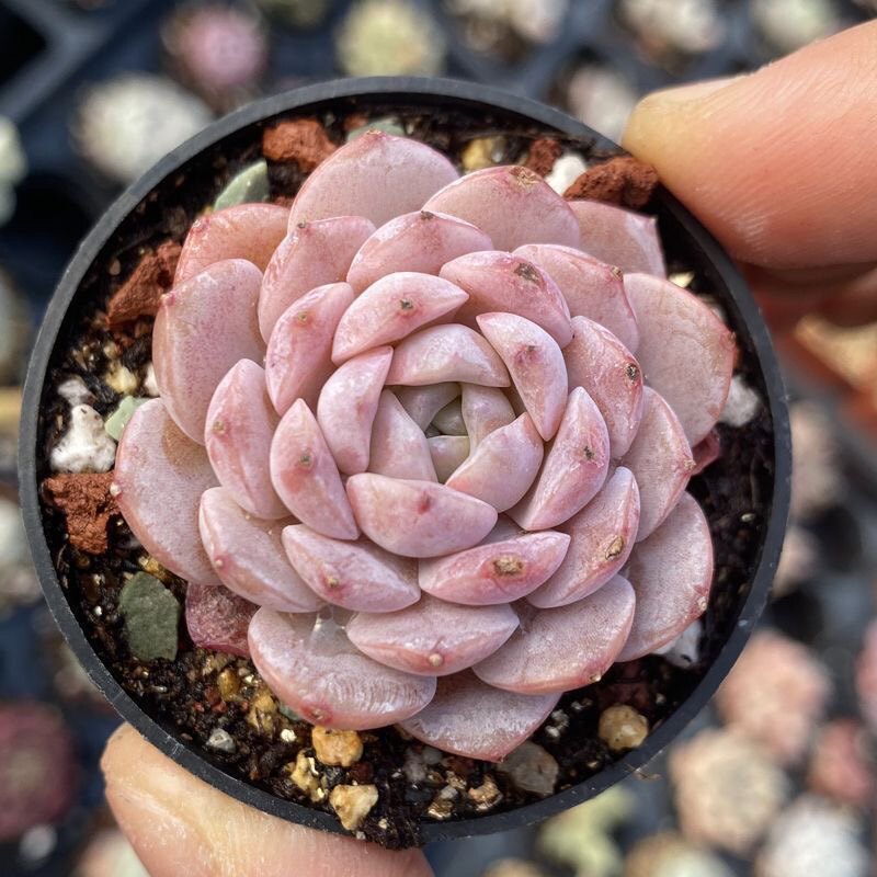 恩宠格瑞斯精品贵货多肉植物肉肉植物萌肉肉组合小盆栽室内花卉