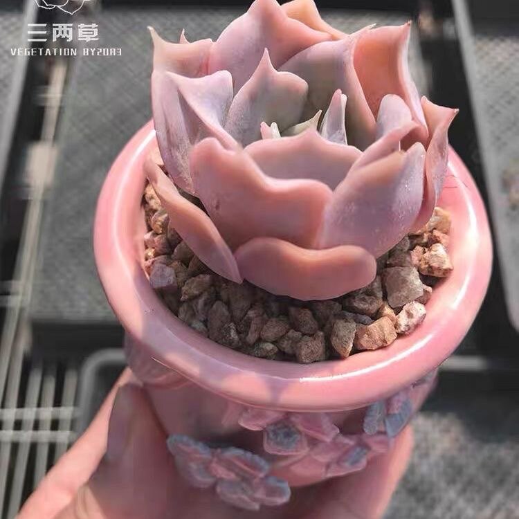 丘比特特玉莲多肉植物新品种精选高端非常好看带盆栽好发货