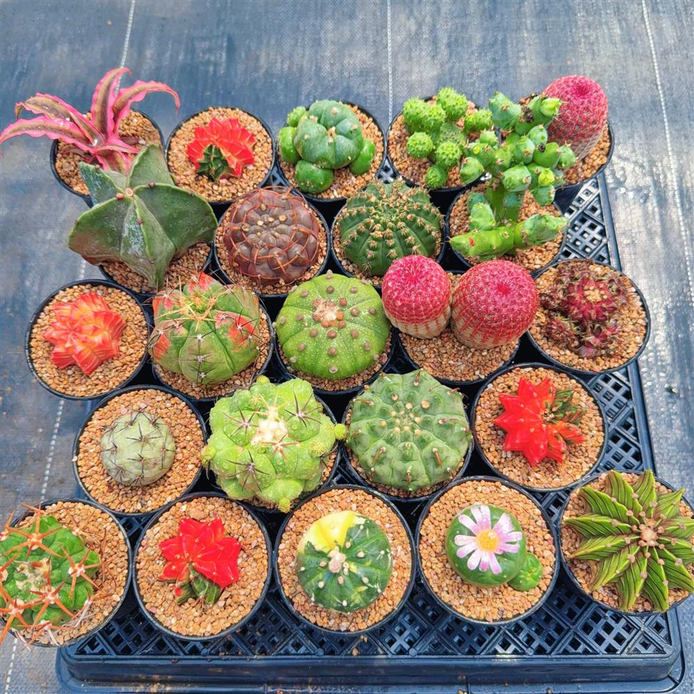 实生仙人球精品稀有品种组合开花多肉植物办公室花卉绿植基地直销