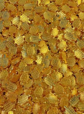 沙金金属小金币挂件钥匙扣锦鲤30