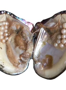 AK多珠蚌鱼籽酱活蚌自己开珍珠直播开蚌手工无核DIY可磨珍珠粉