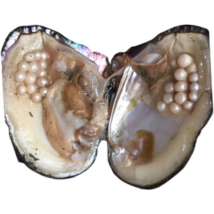 AK多珠蚌鱼籽酱活蚌自己开珍珠直播开蚌手工无核DIY可磨珍珠粉