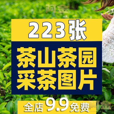 茶山高山上茶树茶梯田茶叶采茶茶园茶农抖音高清图片背景设计素材