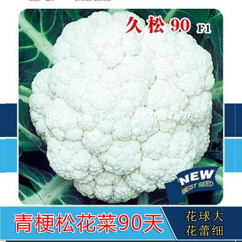 越冬台湾90天有机包邮青梗松花菜