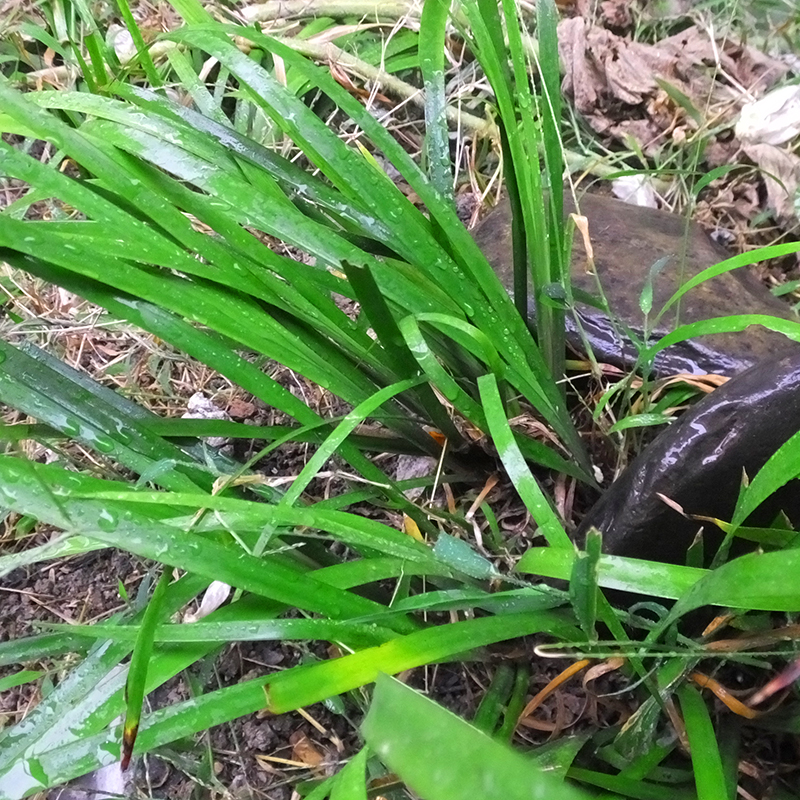 贵州特产新鲜山奈盆景三奈叶茴香增香去腥带根苗香料五香叶五香草