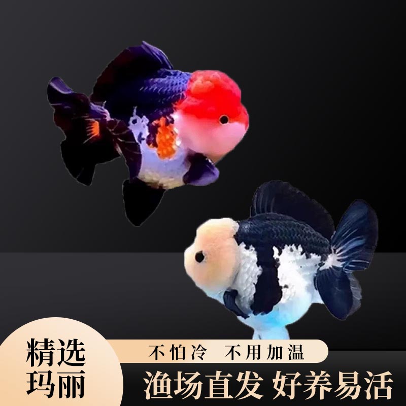 精品玛丽金鱼泰狮金鱼熊猫三色玛丽狮头金鱼观赏鱼冷水鱼好养
