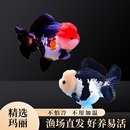 精品玛丽金鱼泰狮金鱼熊猫三色玛丽狮头金鱼观赏鱼冷水鱼好养