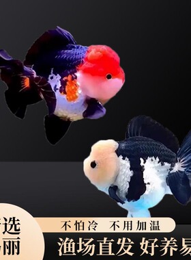 精品玛丽金鱼泰狮金鱼熊猫三色玛丽狮头金鱼观赏鱼冷水鱼好养