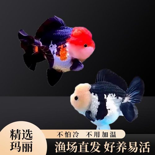 精品玛丽金鱼泰狮金鱼熊猫三色玛丽狮头金鱼观赏鱼冷水鱼好养