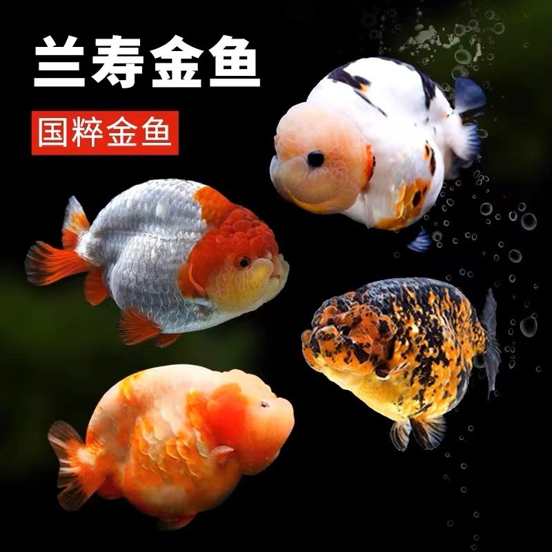 兰寿金鱼活鱼精品纯种潘氏兰寿活体观赏鱼小金鱼练手兰寿鱼小鱼苗