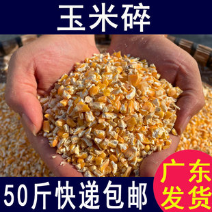 2021玉米碎角粒干鸡鸭鹅鸟家禽宠物饲料鸽粮玉米渣钓鱼打窝饵料